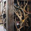 Antler winerack